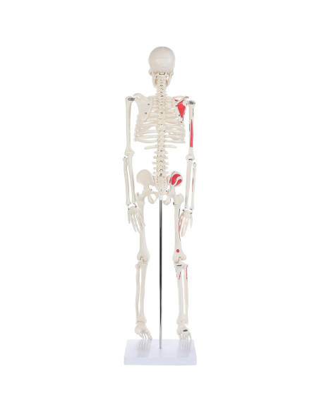 Modelo de Esqueleto Humano Pintado Anatomy Lab 88.9 cm
