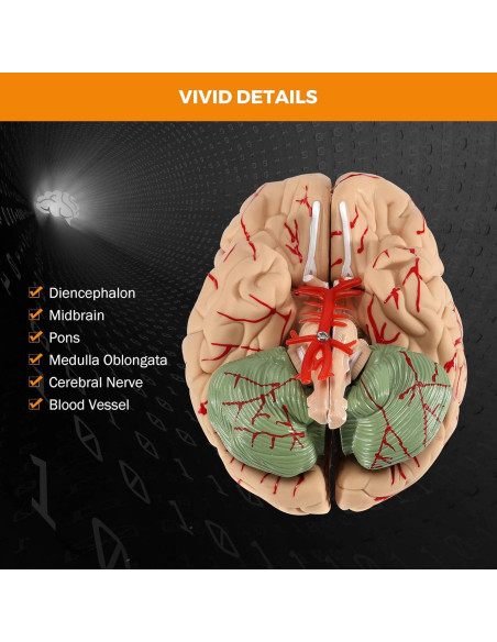 Modelo de Cerebro Humano BEAMNOVA 15cm para Educación Anatomía