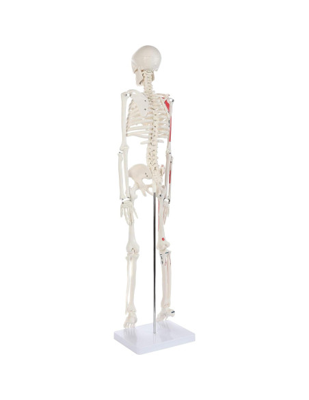 Modelo de Esqueleto Humano Pintado Anatomy Lab 88.9 cm