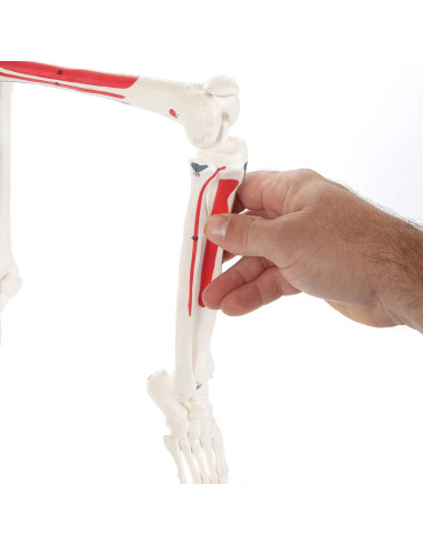 Modelo de Esqueleto Humano Pintado Anatomy Lab 88.9 cm