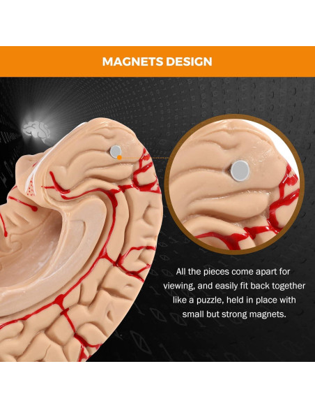 Modelo de Cerebro Humano BEAMNOVA 15cm para Educación Anatomía