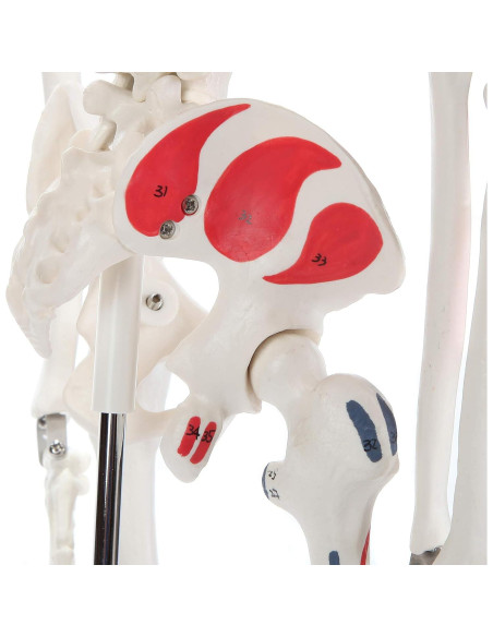 Modelo de Esqueleto Humano Pintado Anatomy Lab 88.9 cm