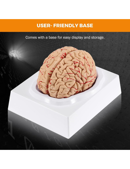 Modelo de Cerebro Humano BEAMNOVA 15cm para Educación Anatomía