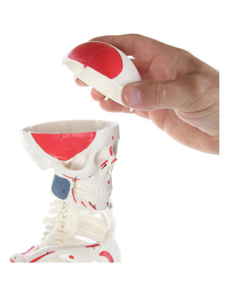Modelo de Esqueleto Humano Pintado Anatomy Lab 88.9 cm