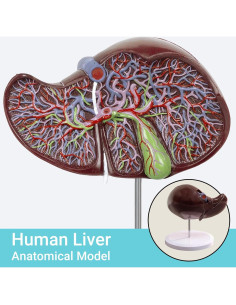 Modelo Anatómico Hígado Humano Ampliado 1.5X EVOTECH 2