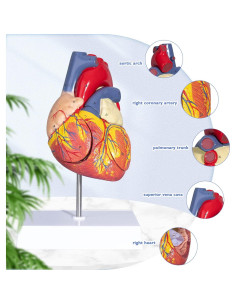 Modelo de Corazón Humano ANNWAH 2X Ampliado para Estudio 2