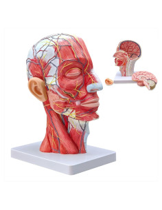 Modelo de Cabeza Humana Realista Merinden con Cerebro Removible