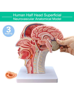 Modelo de Cabeza Humana Realista Merinden con Cerebro Removible 2