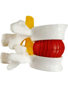 Modelo Anatómico de Columna Lumbar Humano NUEVO 2025 - PVC 2