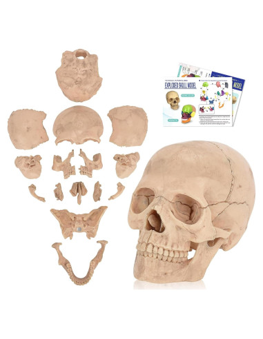 Modelo de Cráneo Humano Desmontable SimCoach 15 Piezas Blanco