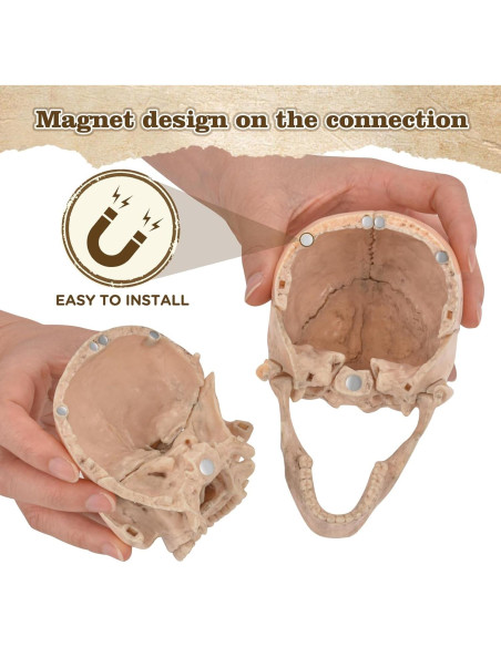 Modelo de Cráneo Humano Desmontable SimCoach 15 Piezas Blanco