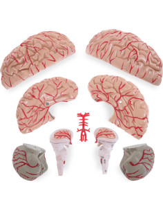 Modelo de Cerebro Humano LYOU 8 Partes PVC Educativo 13.97 cm 2