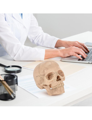 Modelo de Cráneo Humano Desmontable SimCoach 15 Piezas Blanco