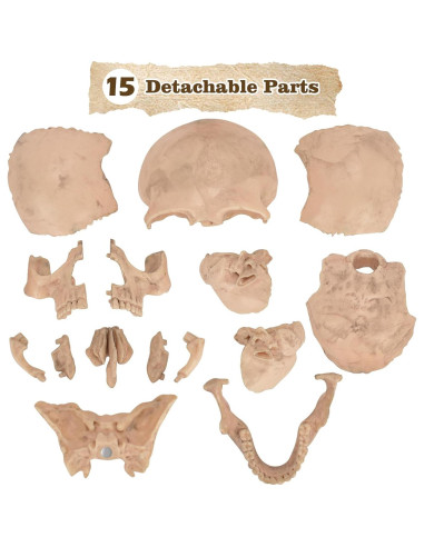 Modelo de Cráneo Humano Desmontable SimCoach 15 Piezas Blanco