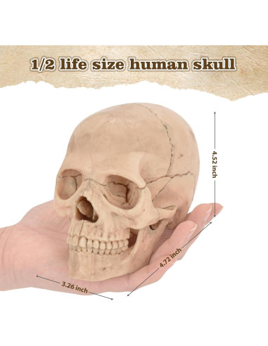 Modelo de Cráneo Humano Desmontable SimCoach 15 Piezas Blanco