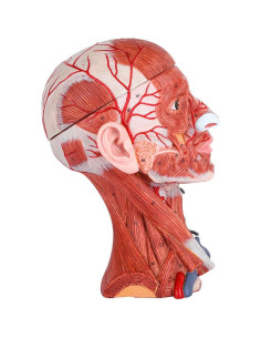 Modelo Anatómico de Cabeza y Cuello Benilev 10 Partes Real 2