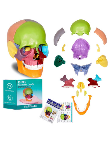 Modelo de Cráneo Humano Breesky 15 Partes Desmontable