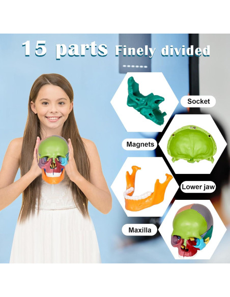 Modelo de Cráneo Humano Breesky 15 Partes Desmontable