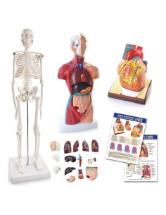 Modelo 3D de Anatomía Humana HADWYN - Corazón, Torso y Esqueleto