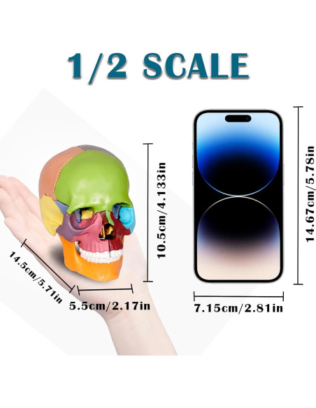 Modelo de Cráneo Humano Breesky 15 Partes Desmontable