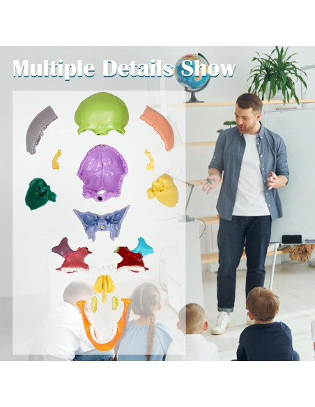 Modelo de Cráneo Humano Breesky 15 Partes Desmontable