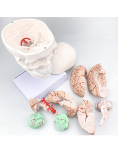 Modelo de Anatomía del Cráneo y Cerebro 15x16.8cm Boutvar 2