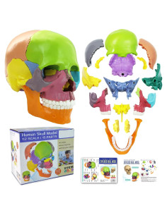 Modelo de Cráneo Humano 15 Piezas NUEVO HORIZONTE Colorido