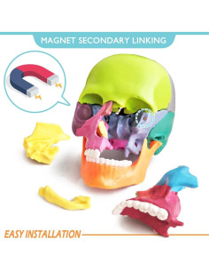 Modelo de Cráneo Humano 15 Piezas NUEVO HORIZONTE Colorido 2