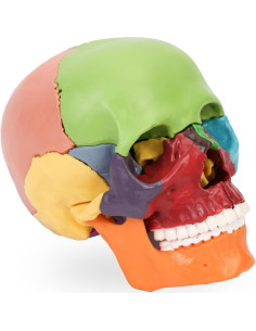 Modelo de Cráneo Desmontable XKiss Mini 15 Piezas Anatomía 2