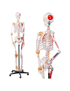 Esqueleto Humano NLShan 180 cm con Ligamentos y Soporte Rodante