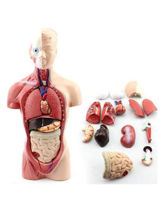 Modelo de Anatomía Torso Humano Masculino 28 cm PVC