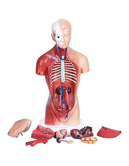 Modelo de Anatomía Torso Humano Masculino 28 cm PVC