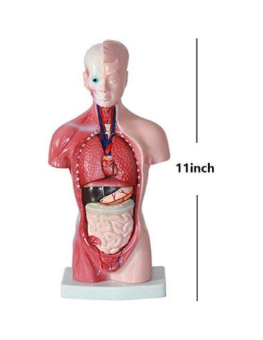 Modelo de Anatomía Torso Humano Masculino 28 cm PVC