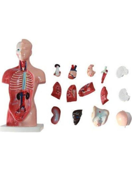 Modelo de Anatomía Torso Humano Masculino 28 cm PVC