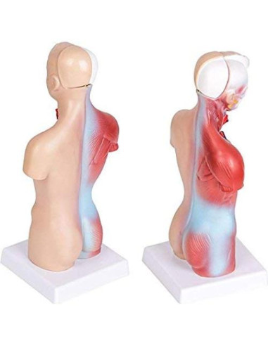 Modelo de Anatomía Torso Humano Masculino 28 cm PVC