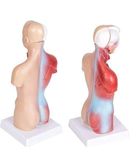 Modelo de Anatomía Torso Humano Masculino 28 cm PVC