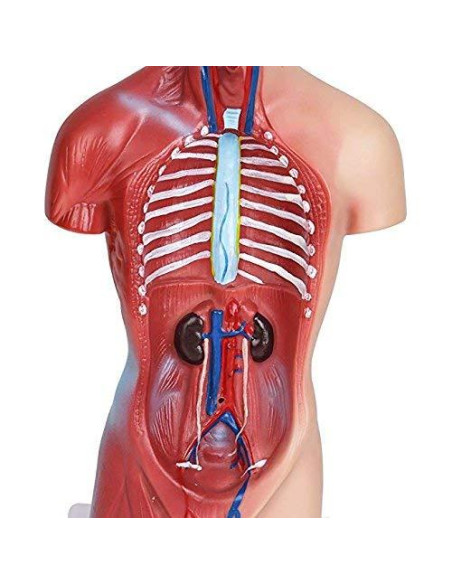 Modelo de Anatomía Torso Humano Masculino 28 cm PVC