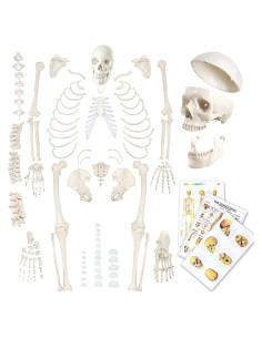 Esqueleto Humano Desarticulado Evotech 170 cm para Anatomía