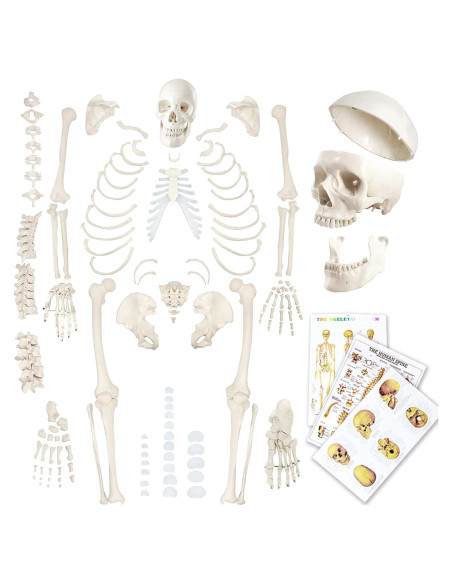 Esqueleto Humano Desarticulado Evotech 170 cm para Anatomía