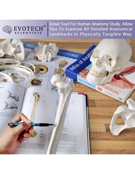 Esqueleto Humano Desarticulado Evotech 170 cm para Anatomía