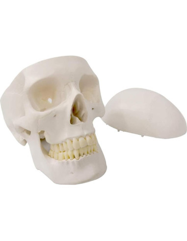 Esqueleto Humano Desarticulado Evotech 170 cm para Anatomía