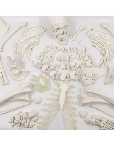 Esqueleto Humano Desarticulado Evotech 170 cm para Anatomía
