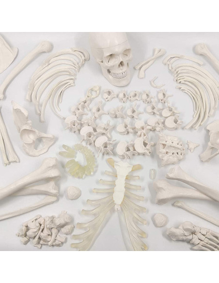 Esqueleto Humano Desarticulado Evotech 170 cm para Anatomía