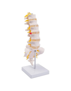 Columna Lumbar Anatómica Breesky 5 Vértebras con Sacro