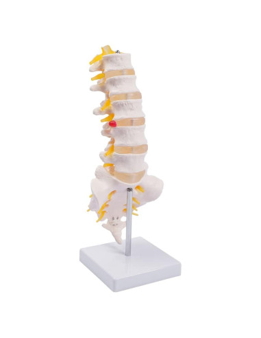 Columna Lumbar Anatómica Breesky 5 Vértebras con Sacro