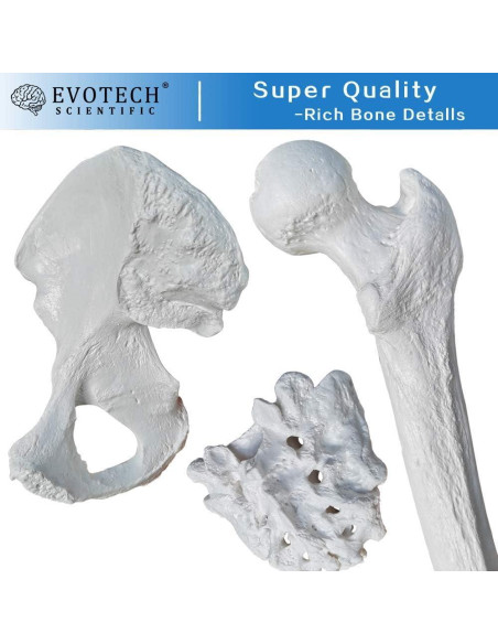 Esqueleto Humano Desarticulado Evotech 170 cm para Anatomía