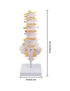 Columna Lumbar Anatómica Breesky 5 Vértebras con Sacro 2