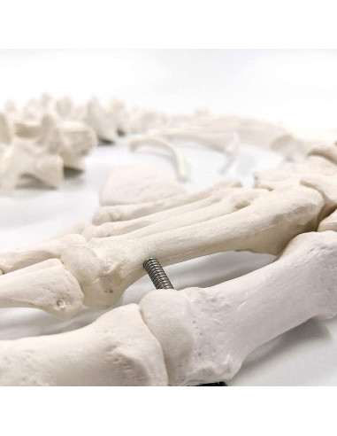 Esqueleto Humano Desarticulado Evotech 170 cm para Anatomía
