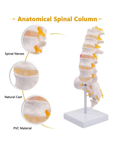 Columna Lumbar Anatómica Breesky 5 Vértebras con Sacro