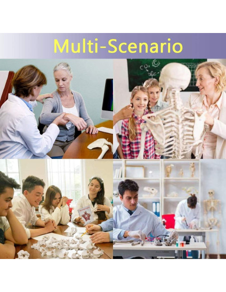 Esqueleto Humano Desarticulado Evotech 170 cm para Anatomía